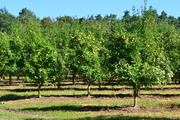 Obstplantage