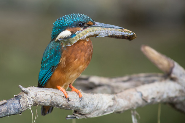 Eisvogel mit Beute