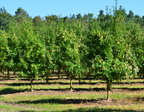 Obstplantage
